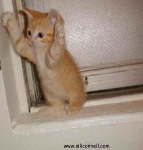 kitty-hands-up